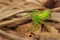 Micrommata virescens